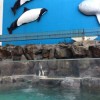 松島水族館が閉館へ！飼育している生き物の移転先は？