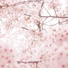 桜の名所が世田谷区にはどんな所がある？一度は行きたい桜の名所