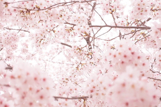桜の名所が世田谷区にはどんな所がある？一度は行きたい桜の名所