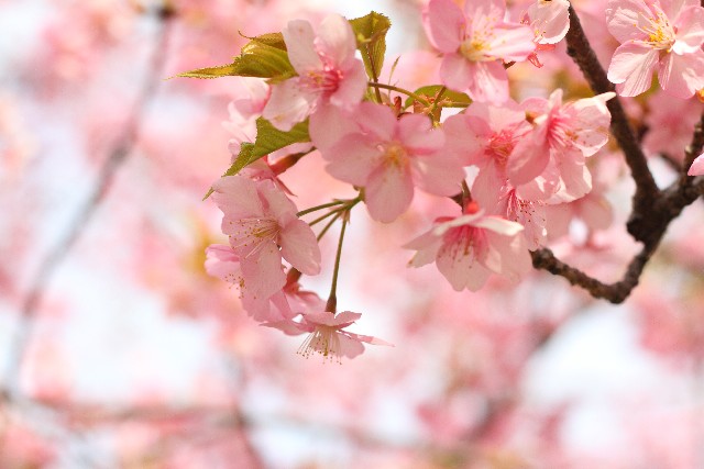 桜の名所が岩手にはたくさん！岩手県にある桜名所100選とは？
