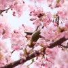 北本市にある桜の名所はたくさん！春に行くべき桜のスポットとは？