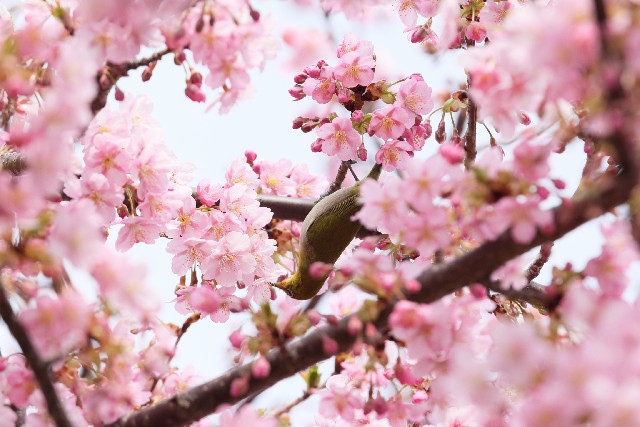 北本市にある桜の名所はたくさん！春に行くべき桜のスポットとは？