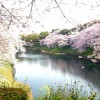 高松市にある桜の名所はどんな所がある？オススメスポット３つ