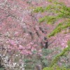 桜の名所が千葉市にはたくさんあるけど、特にオススメなところというと・・・？