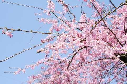 桜の名所がここにも！長野県のおススメ桜スポットをご紹介！