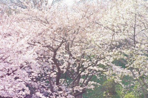 奈良市にある桜の名所はすごい！ぜひおススメしたい桜スポット