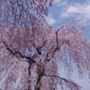 桜の名所でしだれ桜が綺麗な場所はどこ？おススメスポットとは？