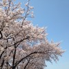桜の名所は池袋には意外と沢山あるって知ってる？絶好の桜スポットは？
