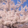 桜の名所の中で神奈川県にある絶好の桜スポットといえばどこ？
